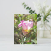 Briefkaart - komkommerbeetel (Staand voorkant)