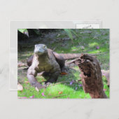 Briefkaart Komodo Dragon (Voorkant / Achterkant)
