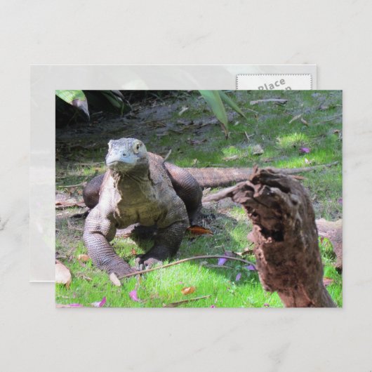 Briefkaart Komodo Dragon (Voorkant / Achterkant)