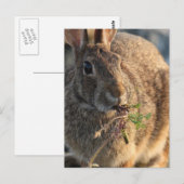 Briefkaart konijn (Voorkant / Achterkant)