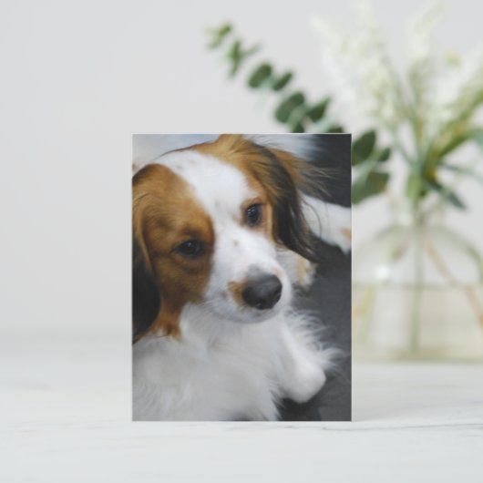 Briefkaart Kooikerhondje Dog (Staand voorkant)