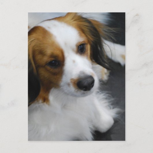 Briefkaart Kooikerhondje Dog (Voorkant)