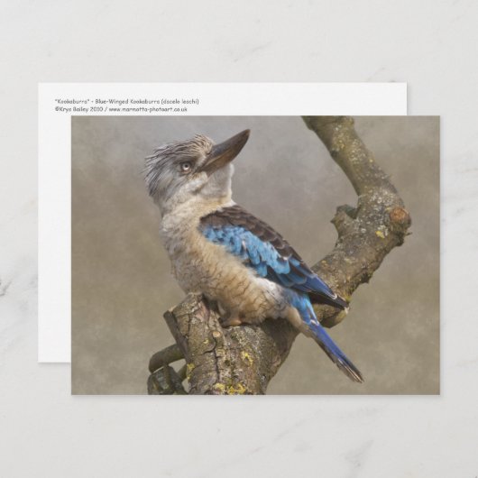 Briefkaart Kookaburra (Voorkant / Achterkant)