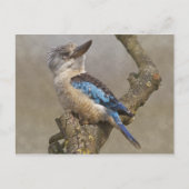 Briefkaart Kookaburra (Voorkant)