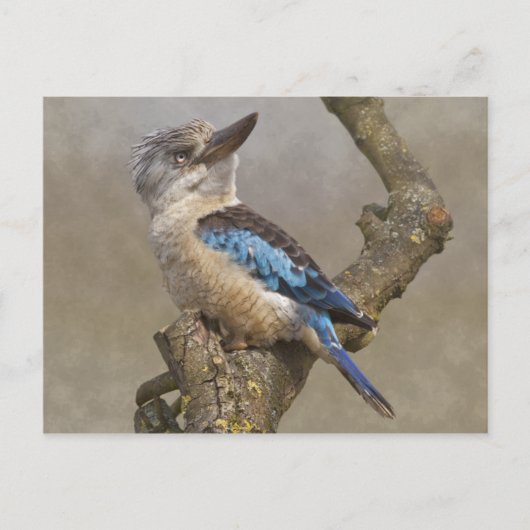 Briefkaart Kookaburra (Voorkant)