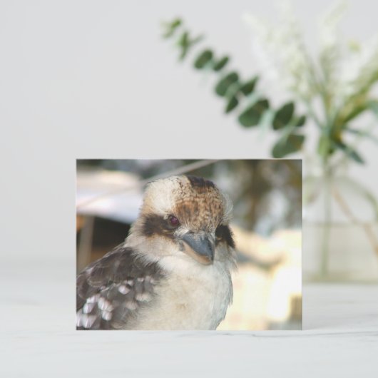 Briefkaart Kookaburra (Staand voorkant)