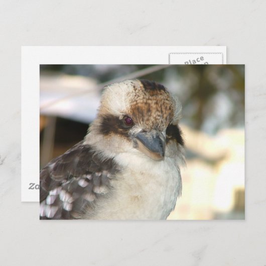 Briefkaart Kookaburra (Voorkant / Achterkant)