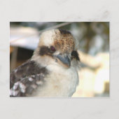 Briefkaart Kookaburra (Voorkant)