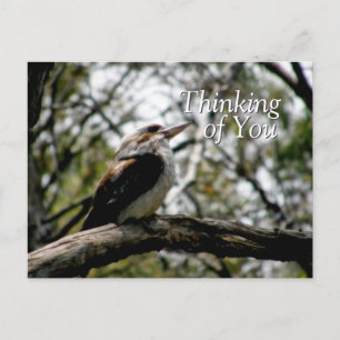 Briefkaart Kookaburra Thoughts