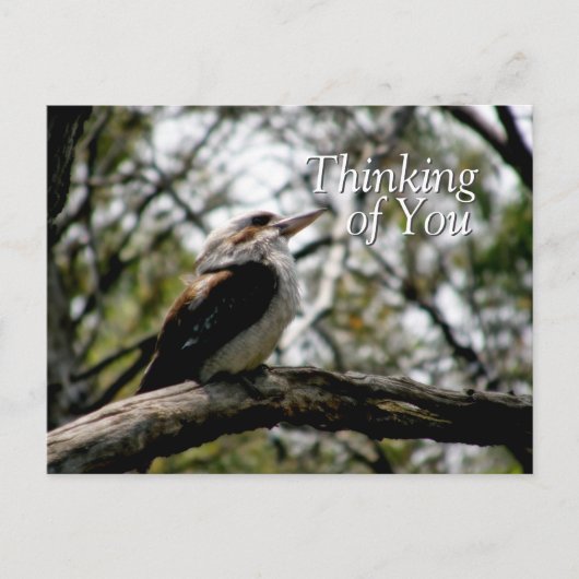 Briefkaart Kookaburra Thoughts (Voorkant)
