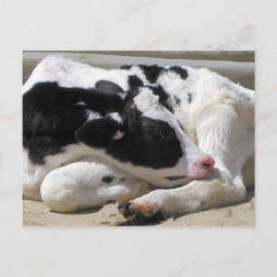 Briefkaart, kool, kalf fotografie briefkaart