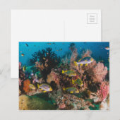 Briefkaart koraalrif (Voorkant / Achterkant)