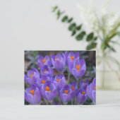 Briefkaart KROKUS FLOWERS (Staand voorkant)