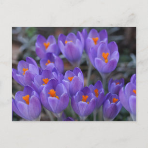 Briefkaart KROKUS FLOWERS