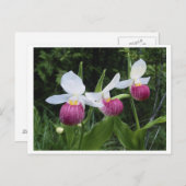 Briefkaart-Lady Slipper Orchid Briefkaart (Voorkant / Achterkant)