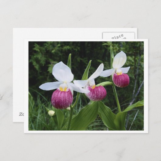 Briefkaart-Lady Slipper Orchid Briefkaart (Voorkant / Achterkant)