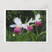 Briefkaart-Lady Slipper Orchid Briefkaart (Voorkant)