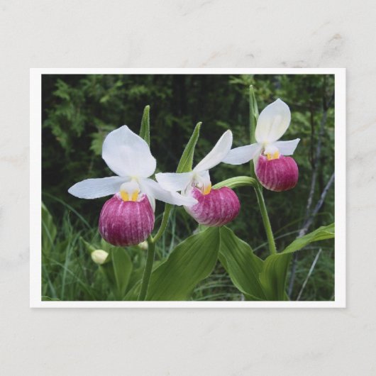 Briefkaart-Lady Slipper Orchid Briefkaart (Voorkant)