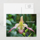 Briefkaart - Ladyslipper (Voorkant / Achterkant)