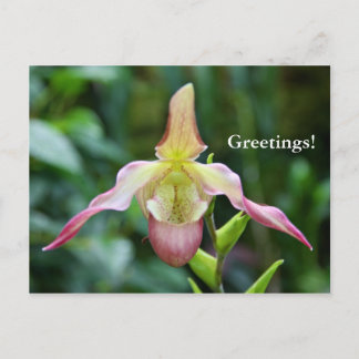 Briefkaart - Ladyslipper