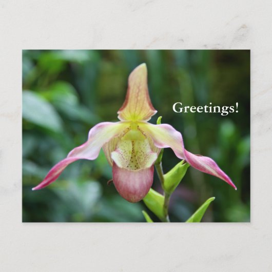 Briefkaart - Ladyslipper (Voorkant)