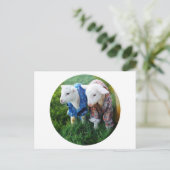 Briefkaart lammeren (Staand voorkant)