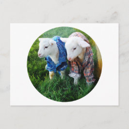Briefkaart lammeren