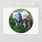 Briefkaart lammeren (Voorkant)