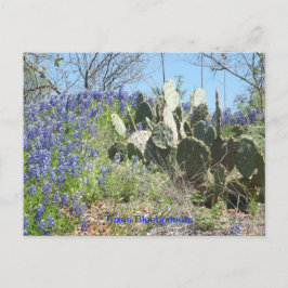 Briefkaart Land Texas Bluebonnets en Cactus
