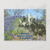 Briefkaart Land Texas Bluebonnets en Cactus (Voorkant)