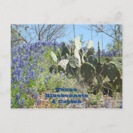 Briefkaart Land Texas Bluebonnets en Cactus
