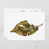 briefkaart Landwegen "Birch #2" (Voorkant / Achterkant)