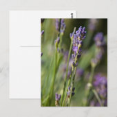 Briefkaart Lavendar (Voorkant / Achterkant)