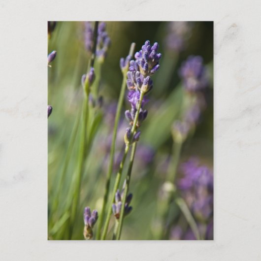 Briefkaart Lavendar (Voorkant)