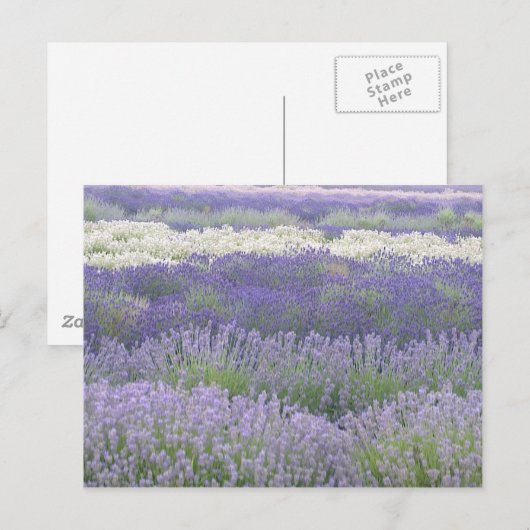 Briefkaart lavender (Voorkant / Achterkant)