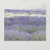 Briefkaart lavender (Voorkant)