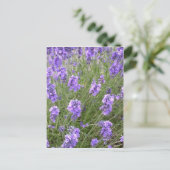 Briefkaart lavender (Staand voorkant)