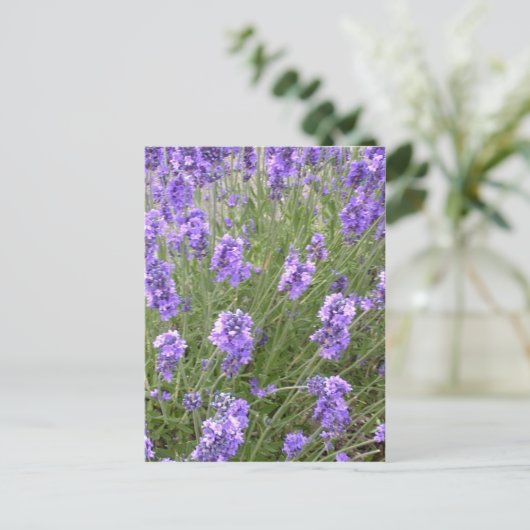 Briefkaart lavender (Staand voorkant)
