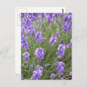 Briefkaart lavender (Voorkant / Achterkant)