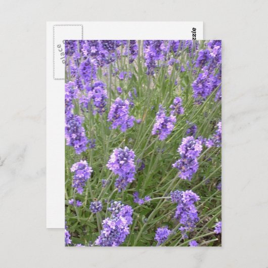 Briefkaart lavender (Voorkant / Achterkant)