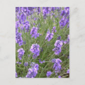Briefkaart lavender (Voorkant)