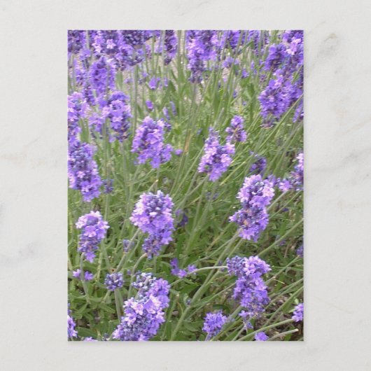Briefkaart lavender (Voorkant)