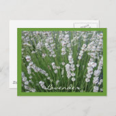 Briefkaart lavender (Voorkant / Achterkant)