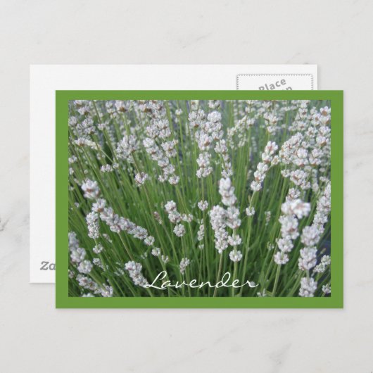 Briefkaart lavender (Voorkant / Achterkant)