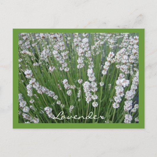 Briefkaart lavender (Voorkant)
