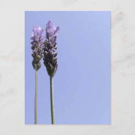 Briefkaart lavender (Voorkant)