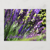 Briefkaart lavender (Voorkant)