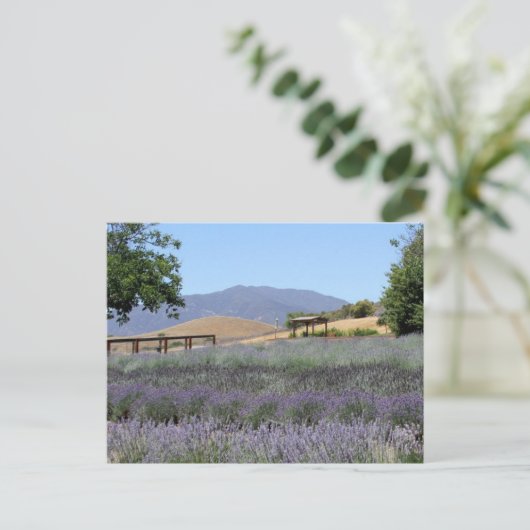 Briefkaart Lavender Field (Staand voorkant)