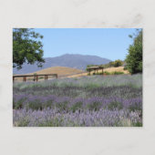 Briefkaart Lavender Field (Voorkant)