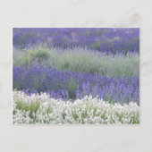 Briefkaart Lavender Field (Voorkant)